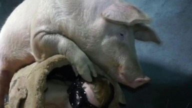 Порно с животными