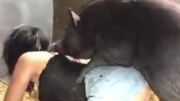 Порно девушки с кабаном и собакой. Lise boar sex