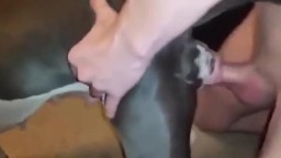 Парень зоофил трахает собаку в пизду