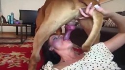 Телки сосут у собак, видео сборник минетов животным