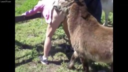 Конь насилует привязанную женщину, наказание жеребцом