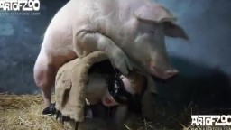 Кабан выебал хрупкую девушку, зоо порно с свинарнике