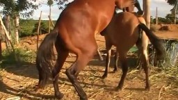 Порно лошадей. Жеребец трахает кобылу видео