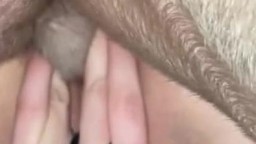 Серый дог трахает сестру в домашнем зоопорно