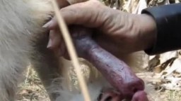 Собака трахает пассивного мужика на улице