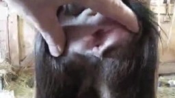 Парень ебет козу, в деревенском порно с животными