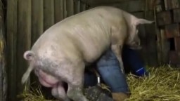 Кабан трахает парня гея в анал, зоопорно с животными