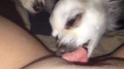 Собаки лизуны удовлетворяют писю толстой хозяйки