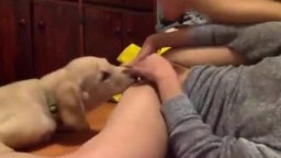 Собака помогла кончить во время мастурбации лижет киску