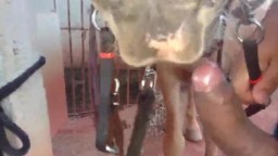 Парень армянин умудрился дать в член в рот лошади. Видео зоосекс