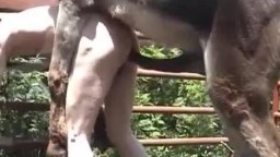 Конь пони жестко выебал худого зоофила в жопу