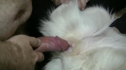 Мужик трахает собаку в пизду, порно с хаски