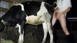 Мужик ебёт корову, зоо порно на ферме