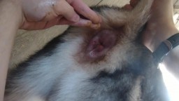 Парень трахает собаку хаски рукой в жопу. Зоо порно фистинг животное