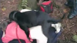 Зоо секс женщины с животным на цепи в посадке