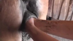 Фистинг животного, парень трахает лошадь двумя руками