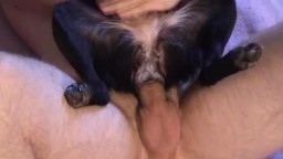 Насадил собаку на толстый хуй