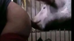 Огромный свинтус имеет женскую жопу. Кабан порно