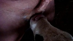 Мужчина дал в рот теленку пососать член