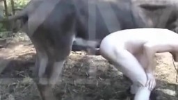 Пони трахает мужика зоофила в анус большим хуем