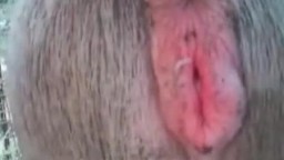 Парень трахает ослицу в пизду, порно с животными