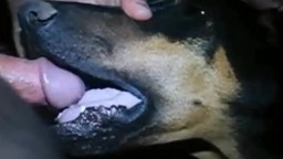 Дал собаке хуй на клык