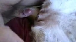 Мужик трахает собаку в пизду и кончает, порно зоофила домашнее