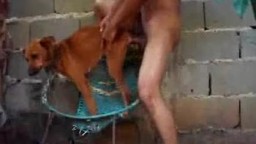 Наглый узбек насилует дворовую собаку. Зоо порно