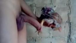 Парень трахает живую курицу в жопу. Порно с птицей