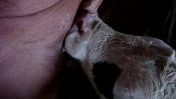 Мужик дал телёнку отсосать хуй вместо сиси коровы