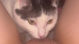 Домашний кот лижет волосатую пизду женщины