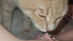 Рыжий котёнок лижет клитор у худой дочки
