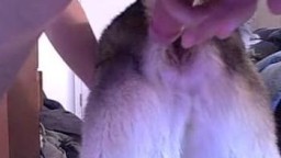 Зоофил трахает пушистую жопу овчарки. Порно анал